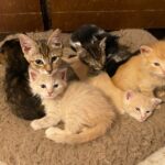 Adopting Kittens in Pairs