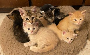 Cat Sanctuary, Adoptable Cats, Feline Shelter, Cat Adoption House, Feline Foster Care