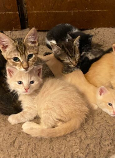 Cat Sanctuary, Adoptable Cats, Feline Shelter, Cat Adoption House, Feline Foster Care