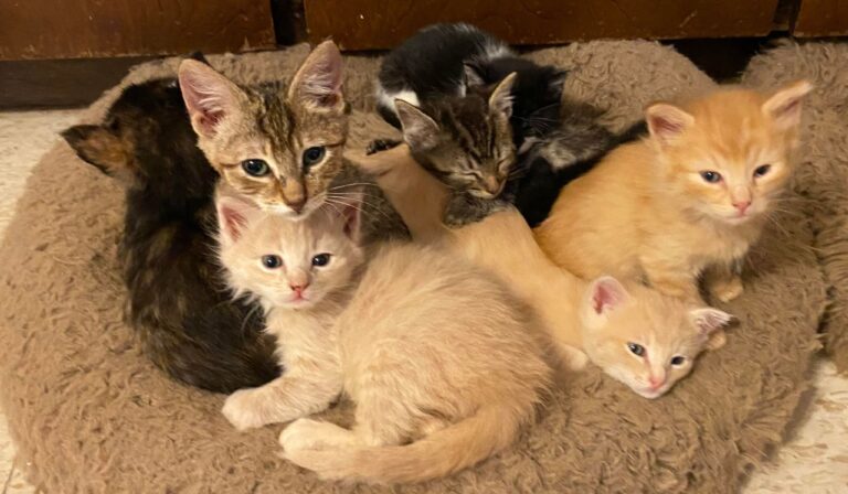 Cat Sanctuary, Adoptable Cats, Feline Shelter, Cat Adoption House, Feline Foster Care